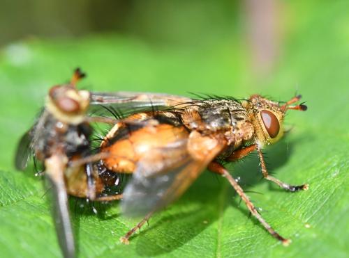 Tachina fera